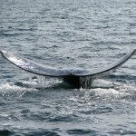 Whale Watching