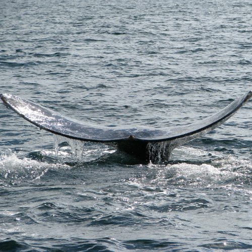 Whale Watching